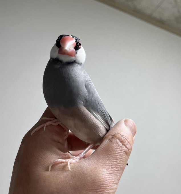 今日は庭に出たくらいで外出しませんでしたアクシュー3体の組み立てと超可動ロクショウ2個目の組み立てアスモデウスの仕上げと 今日は庭に出たくらいで外出しませんでしたアクシュー3体の組み立てと超可動ロクショウ2個目の組み立てアスモデウスの仕上げと