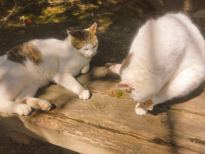 #おはようございます #月曜日のたわわ #猫好きさんと繋がりたい #ひだまりスケッチ #写真好きな人と繋がりたい #おはようございます #月曜日のたわわ #猫好きさんと繋がりたい #ひだまりスケッチ #写真好きな人と繋がりたい
