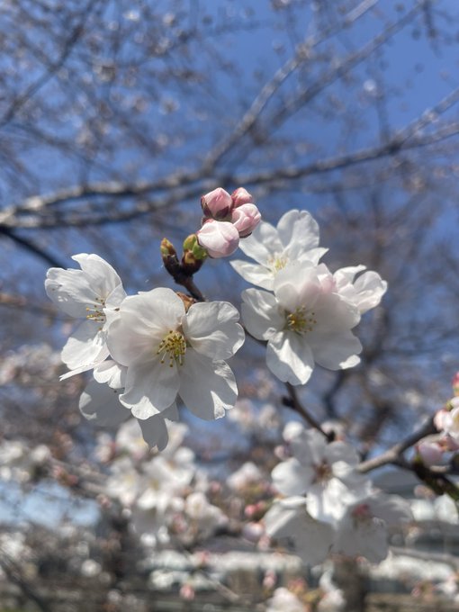 川越氷川神社の桜御朱印🌸頂いた🙏久しぶりにパンチラインでランチ🍴😋 