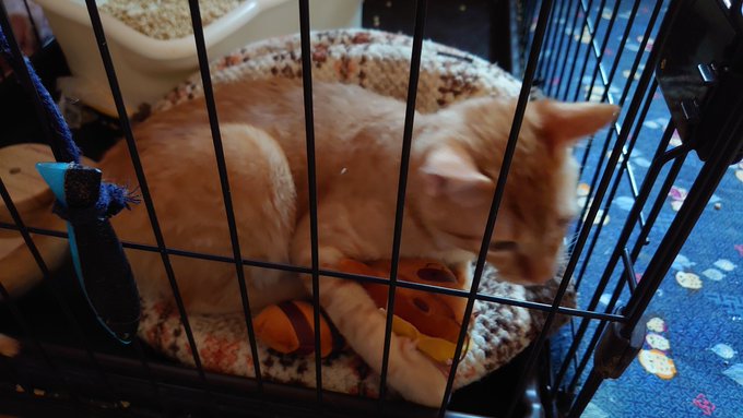 うちの新入り仔猫、繰繰れ! コックリさんの信楽さんヌイグルミが最近のお気に入り うちの新入り仔猫、繰繰れ! コックリさんの信楽さんヌイグルミが最近のお気に入り
