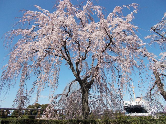 金色のコルダの場面となった横浜の山下公園で、枝垂れ桜が満開。広い（細長い）公園の中ほど、ホテルニューグランドの近くにある
