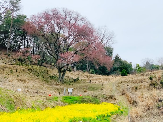 今日の宿根の大桜🌸かなり色付いてきてます👍あと数日で開花して満開になるんじゃないかと思います☺️#takehara #宿