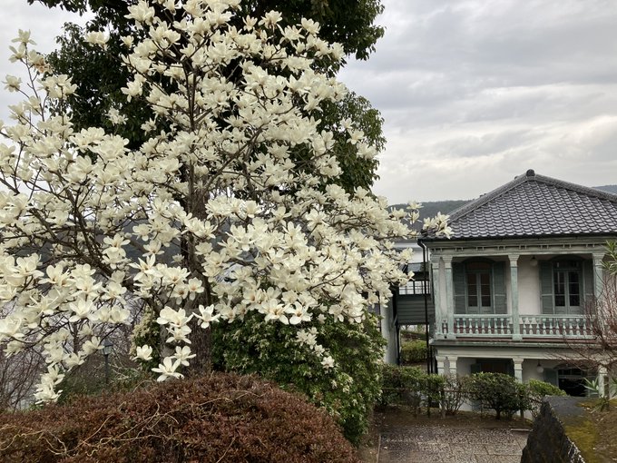 【ワガハイの開花情報🌸】「長崎居留地二十五番館」から「神戸山手西洋人住居」へ降りる階段脇のハクモクレンが満開を迎えたのだ