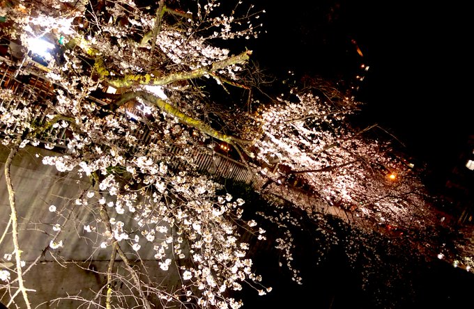 夜桜カルテット（場所は桜新町ではないけど写真が4枚） 