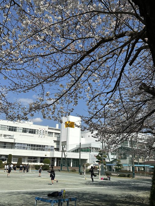 取材途中に聖望学園さんの桜の開き具合見て👀きました。満開まであと少しかな❓今年は少し早いかも！ #聖望学園 #ヤマノスス