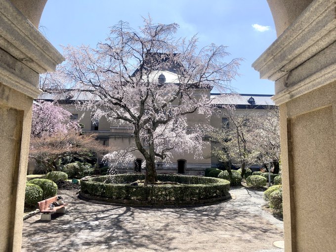 京都フケ・・京都府庁に来てます。手入れ中で、中庭には入れないのですが、桜が見頃を迎え始めてます。廊下の北側にあるベンチで