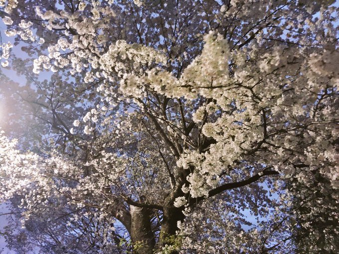 夜桜。ハナノウタ(夜桜四重奏)を思い出します。わりと好きな作品です。　関東圏に来てからソメイヨシノの美しさに魅せられまし