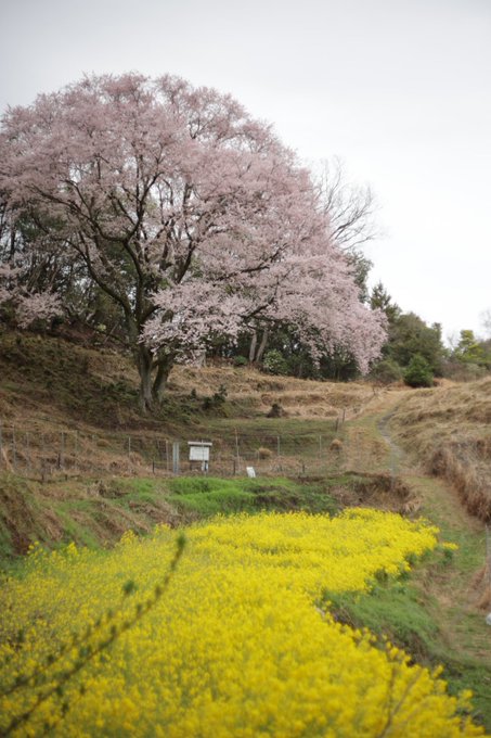 竹原市の宿根の大桜は満開となりました。#竹原市 #宿根の大桜 #たまゆら 