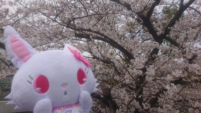 やっぱりルビーさんは桜と似合う♪ (―ω―*)#ジュエルペット#ルビー#桜2023 