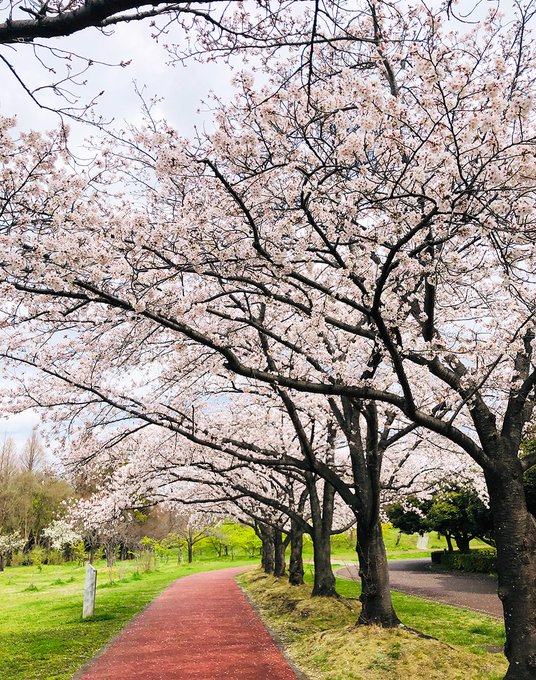 昨日は近くの公園で花見をしてきました。そして毎回『秒速5センチメートル』を思い出す…(ーー) 