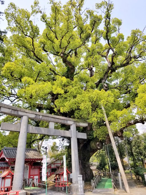 鹿児島県では蒲生の大クスに次いで大きなクスがご神木の志布志 山宮神社。蒲生、川辺にもある大クスを見に行った後に訪れたんで