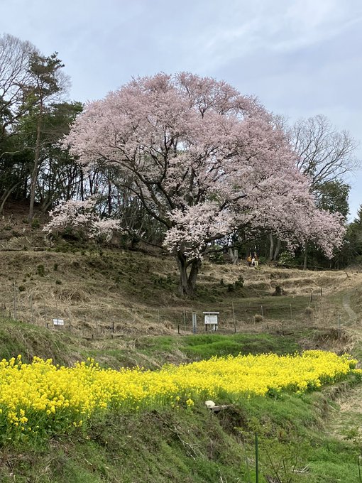 #たまゆら #竹原 #桜今日はフォロワーさんと桜🌸巡りまずは宿禰の大桜🤗菜の花と一緒に満開で美しいです！😆さすが大桜👍花