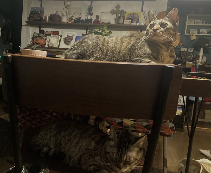 1階と2階の住人(猫)#コトブキ #よつば#猫のいる暮らし 1階と2階の住人(猫)#コトブキ #よつば#猫のいる暮らし