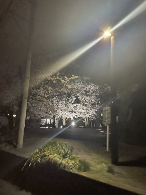 近所の夜桜四重奏何か幻想的に撮れたからシェア✨ 