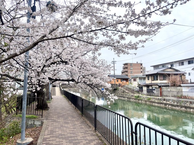 日曜日は雨っぽいので、わかる人にはわかる場所で桜の写真撮って来ました。今年も変わらず桜は咲きます🌸#たまこまーけっと #