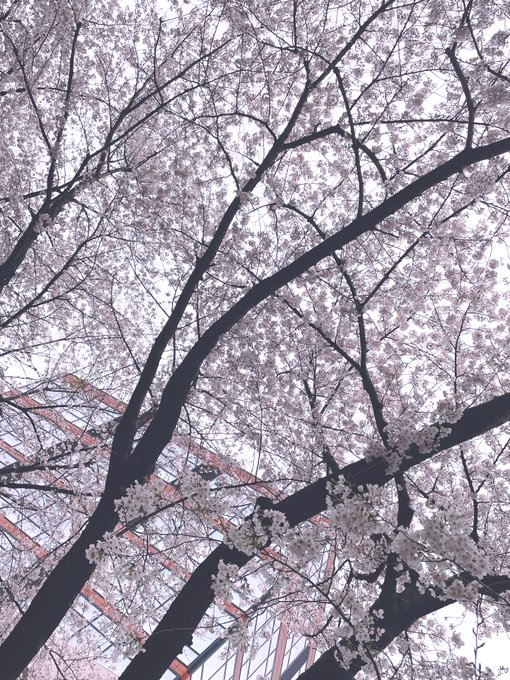 六本木 さくら坂の桜 ❤︎ とても綺麗でした、神木くんへ。舞う桜を見て思わず『 桜の花の落ちるスピード。秒速5センチメー