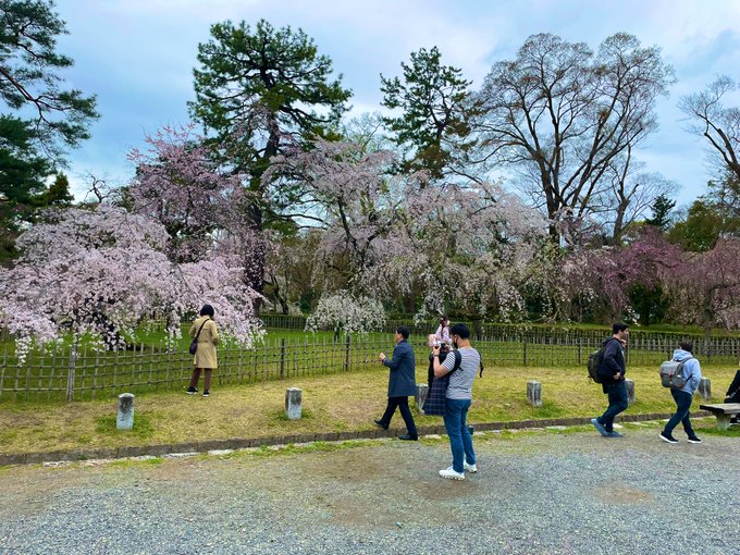  桜Trick 