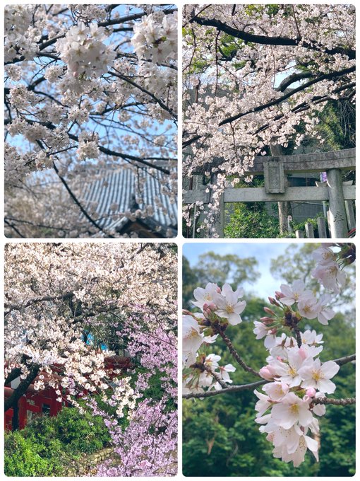 おはようございます😃昨日は神社、お寺にお参り⛩曇り空の1日でしたが少し青空も見れて綺麗な桜に癒されました🌸🌸🌸#Flow