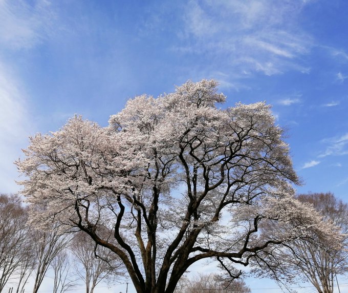 去年はだんな様のお仕事が忙しくて一緒に見られなかった桜🌸毎年 あと何回一緒に見られるかなぁと思ってしまう🌸今年は一緒に見 去年はだんな様のお仕事が忙しくて一緒に見られなかった桜🌸毎年 あと何回一緒に見られるかなぁと思ってしまう🌸今年は一緒に見