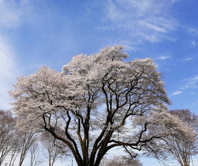 去年はだんな様のお仕事が忙しくて一緒に見られなかった桜🌸毎年 あと何回一緒に見られるかなぁと思ってしまう🌸今年は一緒に見