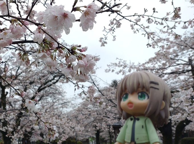 飯能中央公園の桜。#ヤマノススメ #ねんどろいど 