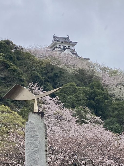 R5.3.25.午後『雨の館山城』千葉県館山市城山公園満開手前の桜に包まれた戦国時代里見八犬伝里見氏の居城です＃館山城 