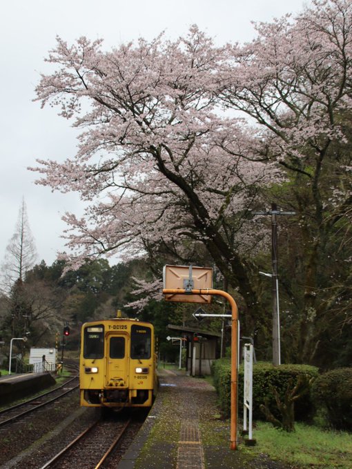 ねえ、秒速5センチなんだって。桜の花の落ちるスピード、秒速5センチメートル。 