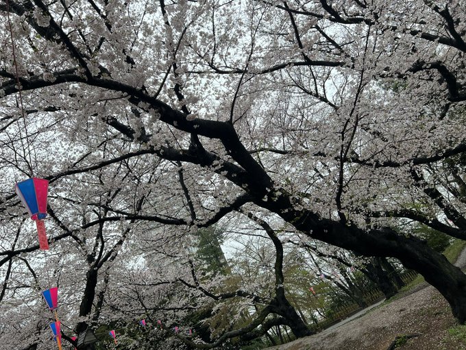 この季節になると思い出すアニメといえば…🌸桜Trick🌸！！（春の季語） 