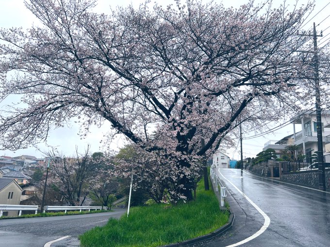 久しぶりに来られて嬉しかったな。桜は七分咲でした🌸#いちフレ #一週間フレンズ #山﨑賢人 久しぶりに来られて嬉しかったな。桜は七分咲でした🌸#いちフレ #一週間フレンズ #山﨑賢人