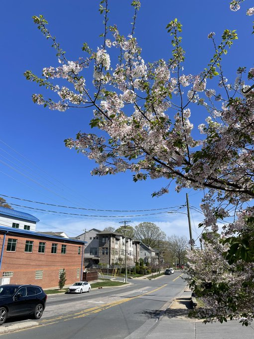 ノースカロライナ州シャーロット、South Blvd.とRemount Rd.の交差点にて🌸タイミング的に今年の桜は諦め