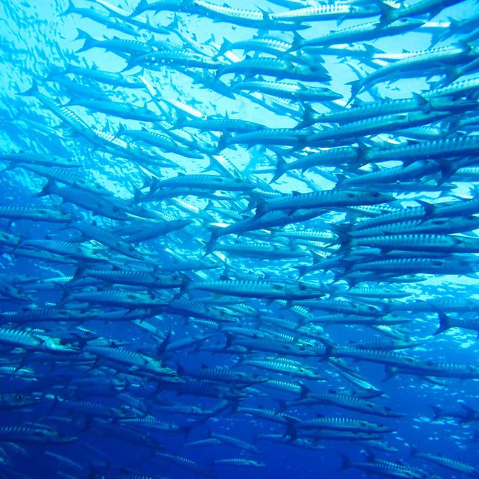 水族館なんて比にならん。#Diveinblue #DIB #scubadiving #ダイビング #インカレサークル 水族館なんて比にならん。#Diveinblue #DIB #scubadiving #ダイビング #インカレサークル