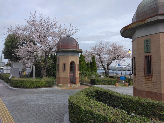 おはようございます☀🌊今日は三浦半島桜🌸巡りをしています(*^^*)まずは横須賀ヴェルニー公園🌸 #たまゆら #スロール