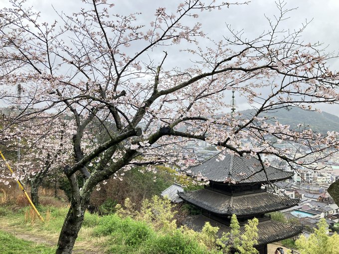#尾道 #たまゆら昨日の尾道。千光寺へ登っていくと、やはり日当たりが良いのか下よりも桜🌸が咲いてますね☺️見晴らし亭で休