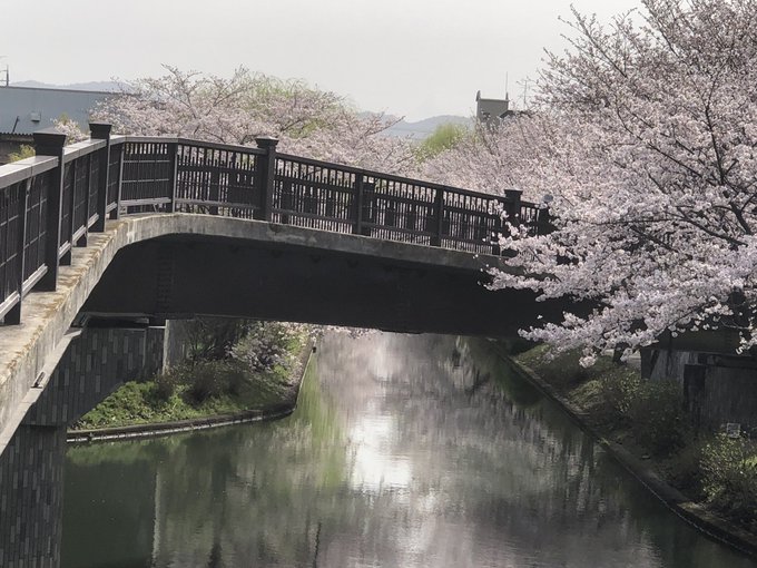 人出が増えてきたのでこの辺で退却します🏍️➰〰️💨満開ですが昨日までの雨で花の形も崩れ気味、葉っぱが出てきてる枝もチラホ 人出が増えてきたのでこの辺で退却します🏍️➰〰️💨満開ですが昨日までの雨で花の形も崩れ気味、葉っぱが出てきてる枝もチラホ