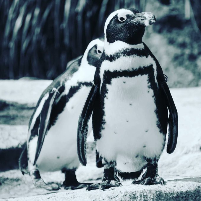 ペンギン隊🐧🌿#神戸どうぶつ王国 #動物園#ポートアイランド #兵庫県#ペンギン #penguins#sonya6400