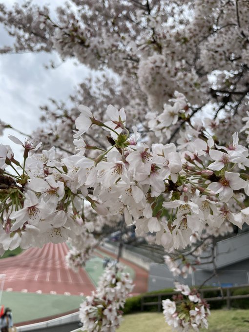 むさしのFMリポート！今日は「お花見開放」について🌸桜満開の武蔵野陸上競技場からリポートします。11:30〜12:30〜