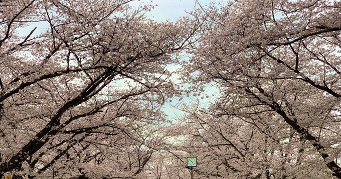 今日の帰り道に桜🌸去年はるるもお花見に行ったけど今年は断固拒否でした😿 