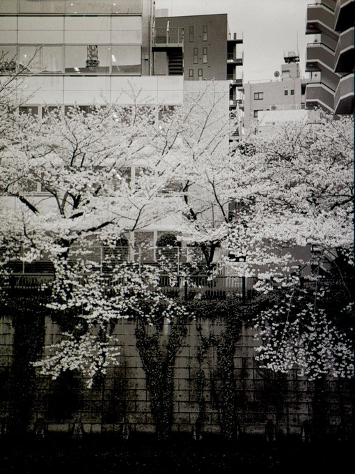 人波を避けた場所に咲く目黒川の桜#FujicaGS645 #中判カメラ #モノクローム #蛇腹カメラ #フィルムカメラ 