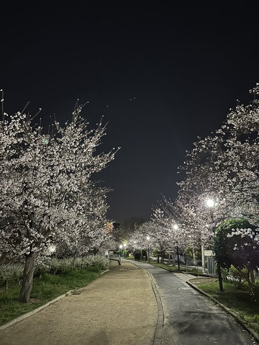 夜桜四重奏してきた 