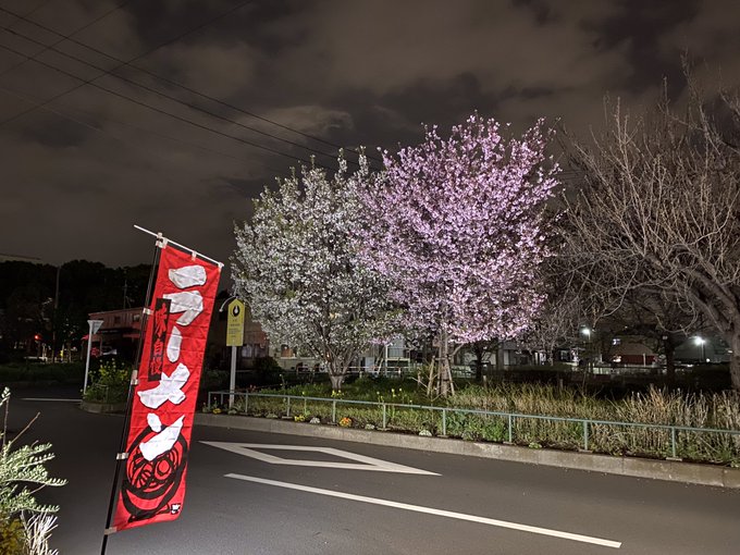 深夜に夜桜見ながらラーメンでもいかがですか🍜👍今日も元気に営業中😁足立区皿沼1-20-16にて深夜2時まで営業中‼️#屋 深夜に夜桜見ながらラーメンでもいかがですか🍜👍今日も元気に営業中😁足立区皿沼1-20-16にて深夜2時まで営業中‼️#屋