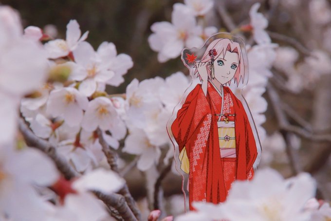 \🌸HappyBirthdayサクラ🌸/3/28は春野サクラの誕生日🌸毎年この時期になると里の桜が誕生日に咲きますように \🌸HappyBirthdayサクラ🌸/3/28は春野サクラの誕生日🌸毎年この時期になると里の桜が誕生日に咲きますように