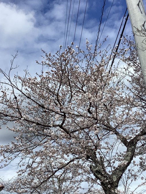 #羽生結弦さんに幸せ願う満天の桜を届けよう ボストン美術館?フェイクニュース?と思った私をお許しください🙏🏻 ⟡.刻刻と #羽生結弦さんに幸せ願う満天の桜を届けよう ボストン美術館?フェイクニュース?と思った私をお許しください🙏🏻 ⟡.刻刻と