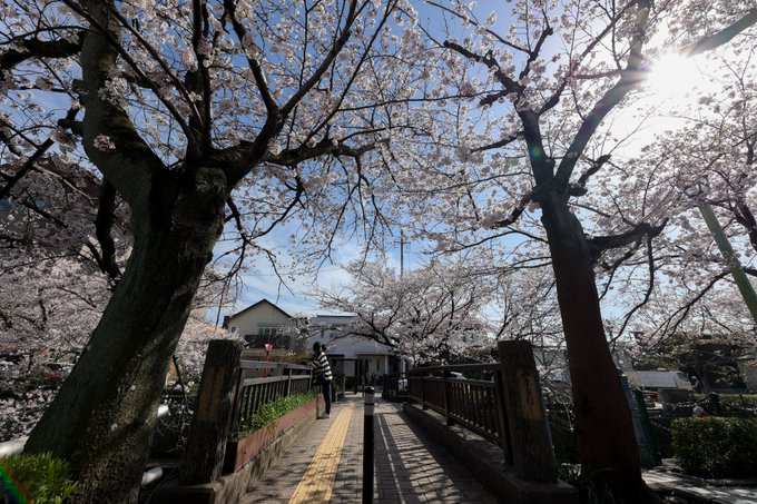 美登鯉橋と四季の広場の桜🌸#岐阜 #大垣 #桜2023 #桜 #川下り#水門川 #美登鯉橋 #聲の形 #聖地#カメラ好き