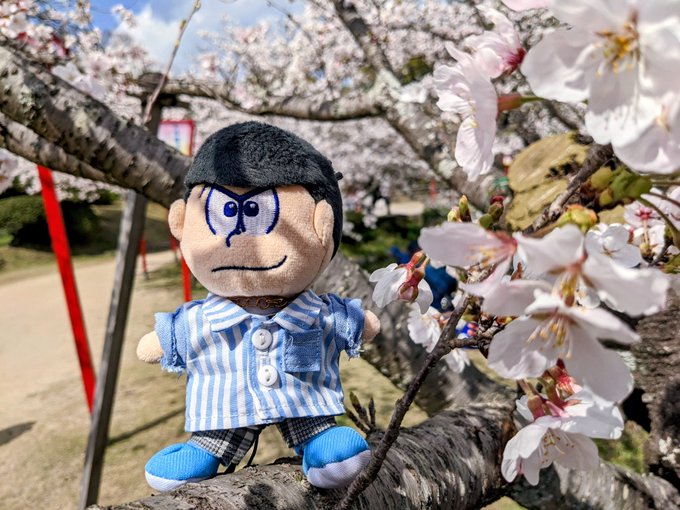 マイ・ボーイよお花見は初めてだね😎🌸すごいだろ…佐賀の桜は最高なんだぜ…！小城公園っていうんだ覚えててくれ！#ぬい撮り#