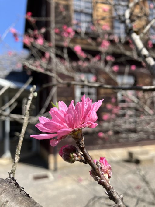 【ワガハイの開花情報🌸】「学習院長官舎」前のキクモモが花開き始めたのだ😺✨明治村はソメイヨシノも枝垂れ桜も満開になってい