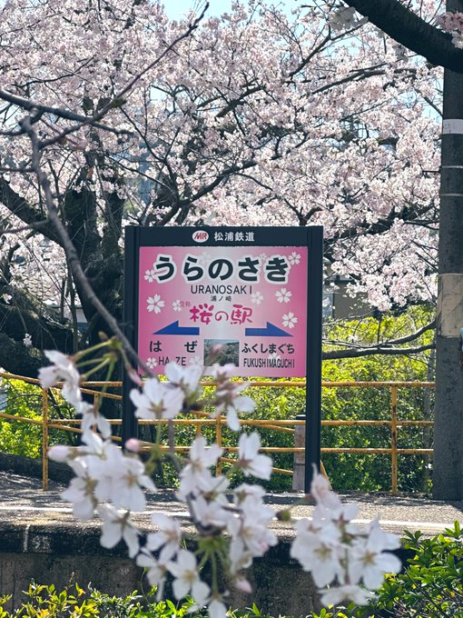 佐賀県伊万里市の浦ノ崎駅の桜🌸開花状況は現在8分咲きです。満開に見えますが、まだツボミも多くあり、3月30日くらいが満開