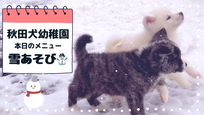【秋田犬幼稚園】ツイン子犬が雪遊びで大はしゃぎ☃️✨あわや大惨事⁉️  皆様リプやいいね💕YouTubeへのコメント本当