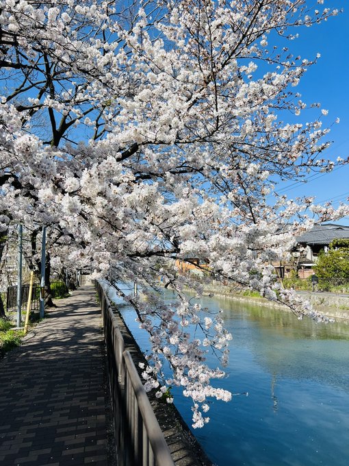 たまこまーけっとスポット、藤森駅そばの琵琶湖疏水沿いの桜です 