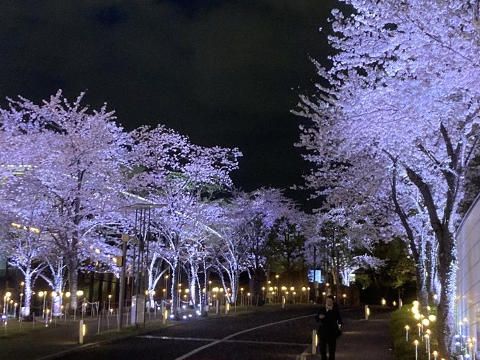 今日は取材先でしごおわ直帰。ちょいと花見して帰ろう夜桜カルテット（一人だけど） 