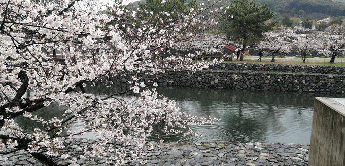 久美子ベンチから望む宇治川と桜#anime_eupho 